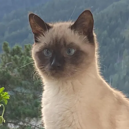 Haas Maria Lägenhet Neustift im Stubaital