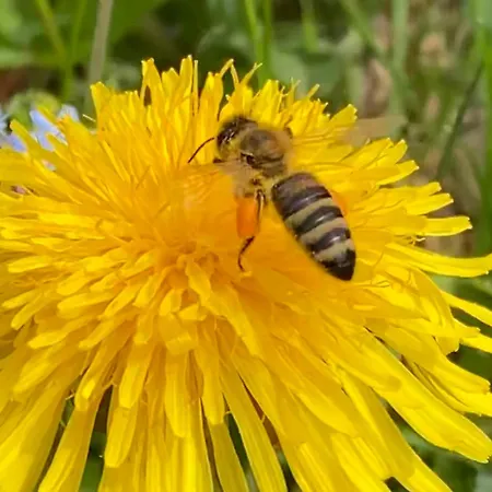 Haas Maria ניוסטיפט אים סטובאיטל