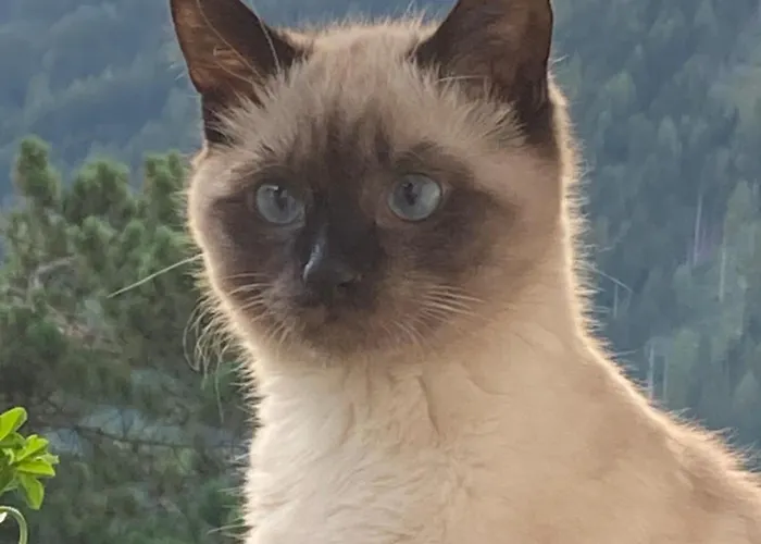 Haas Maria Lägenhet Neustift im Stubaital