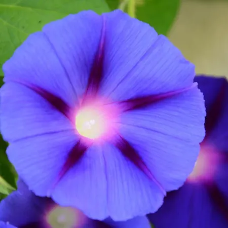 Apartment Haas Maria