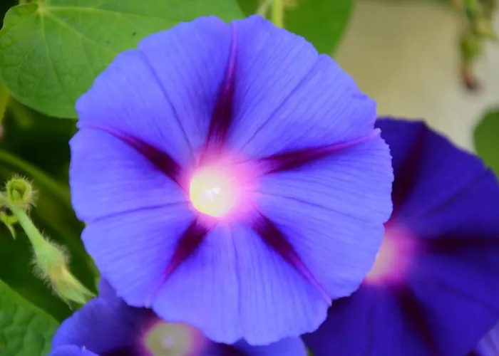 Appartement Haas Maria